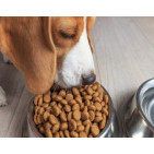 Pienso hipoalergénico para perros